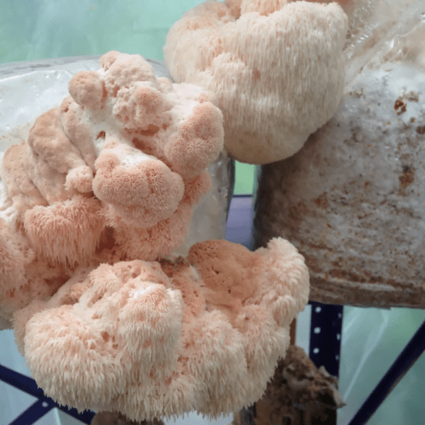 Hardwood Pellets for mushrooms