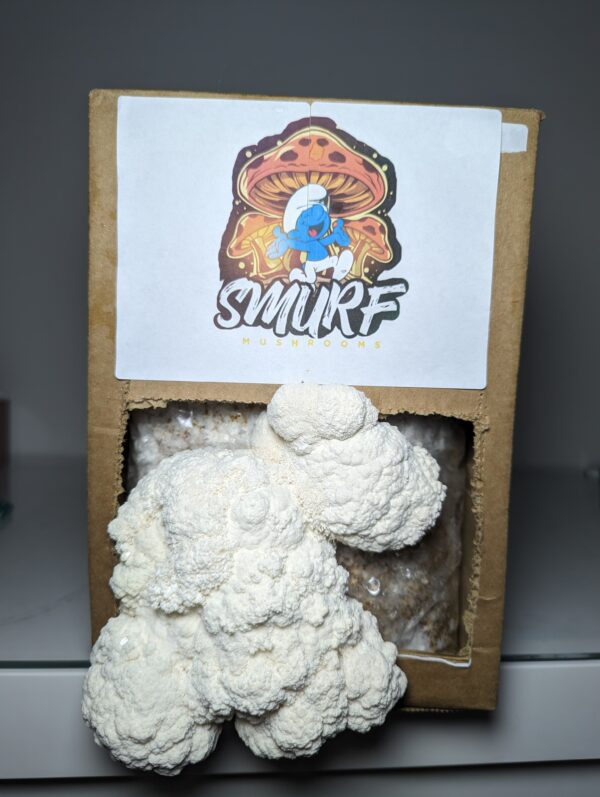 Lion’s Mane Mushroom Growing Kit
