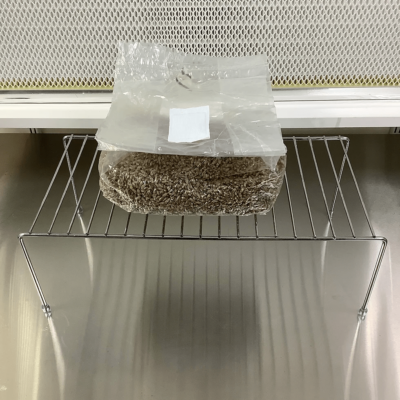 Sterilised Rye Grain Spawn – Substrate bag with filter patch – alcohol swab – 650g